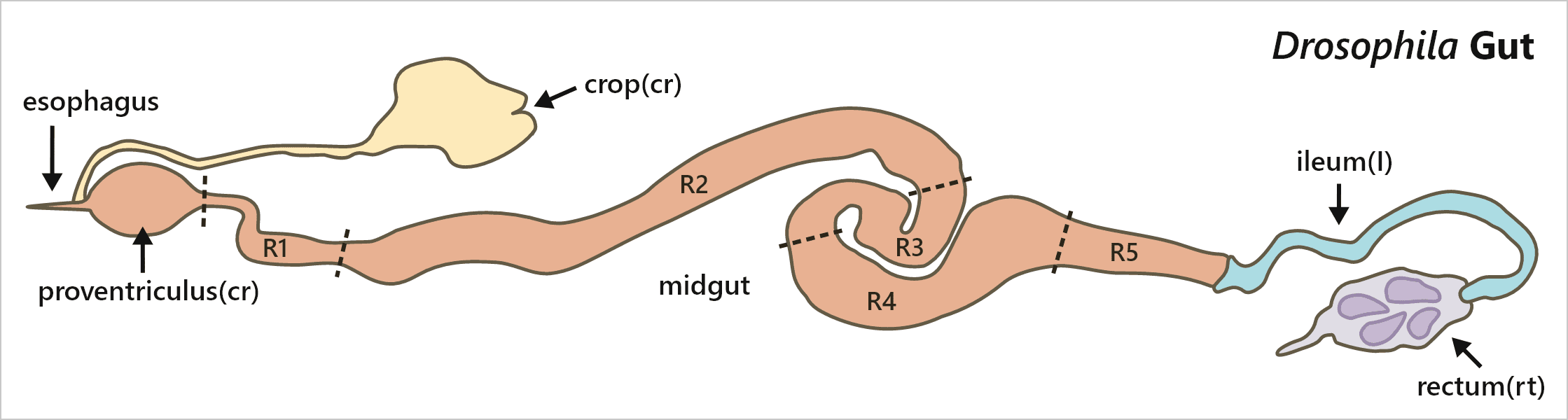 drosophila Gut